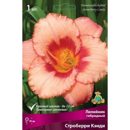 Lilenik hybrid Striberry Candy, I rr, 1 pc. 70 h (cm), autumn 2024