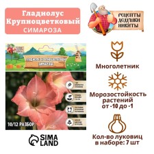 Гладиолус Крупноцветковый "Симароза", р-р 8/10, 7 шт,