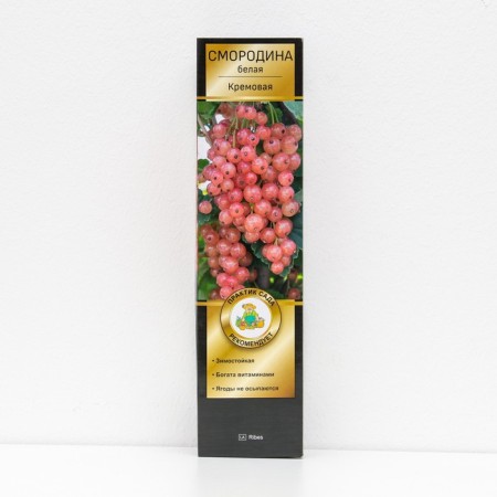 Currants of white promising varieties "cream", 1 pc, tube, spring 2025