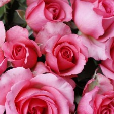 Seedling rose Pink Mondial, tea-hybrid, pot 2 l., Summer 2024
