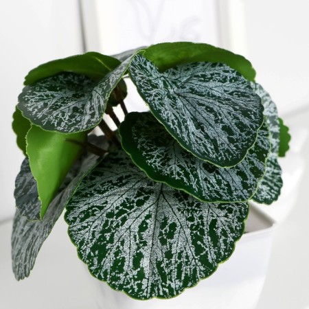 Bonsai in the pot "Begonia" 7x13 cm-1