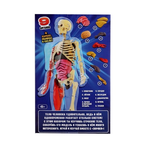 A set for experiments on the anatomy "body structure", glows in the dark, with soft organs-9