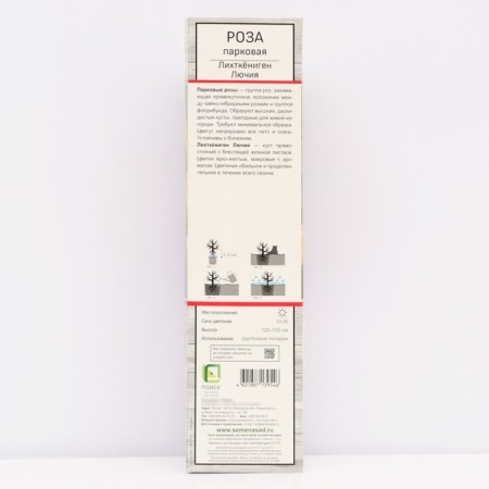 Seedling rose Parkovaya "Likhtkinigan Lucia", tube, 1 pc, spring 2025-1