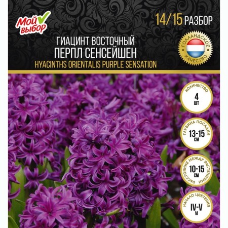 Hyacinth Vostochny Perpl Senseishen, rr 14/15, 4 pcs, autumn 2024-2