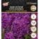 Hyacinth Vostochny Perpl Senseishen, rr 14/15, 4 pcs, autumn 2024