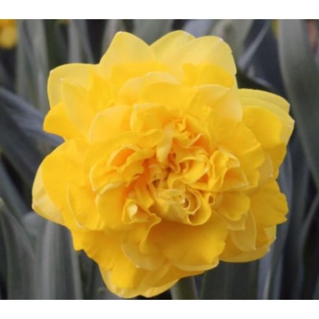 Narcissus Terry Istered, 12/14 rr, 3 pcs, 35-40 h (cm), autumn 2024