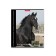 Notebook of 48 sheets in the Erichkrause "horse", cover coated cardboard, offset block 100% whiteness, mix
