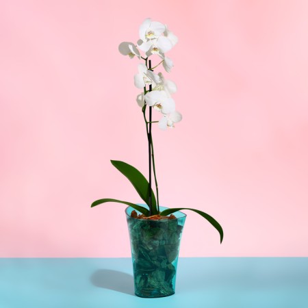 Pot for orchids, 1.3 l, 13.6 × 14.1 × 20 cm, plastic, transparent-turquoise-2