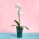 Pot for orchids, 1.3 l, 13.6 × 14.1 × 20 cm, plastic, transparent-turquoise
