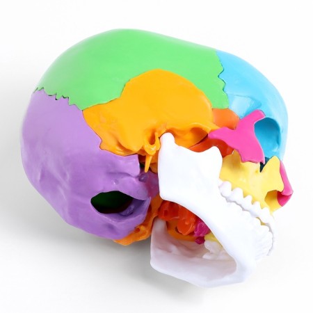 Mettle Matules "Human Skull" multi -colored collapsible, 20*12*21cm-4