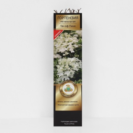 Hydrangea blizzard luxury "Tach of Pink is very early college, since June", 1 pc, tube, spring 2025