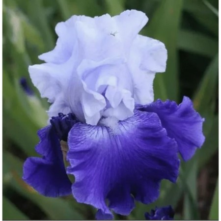 Iris bearded blasts, c2 pot, 1 pc, summer 2024