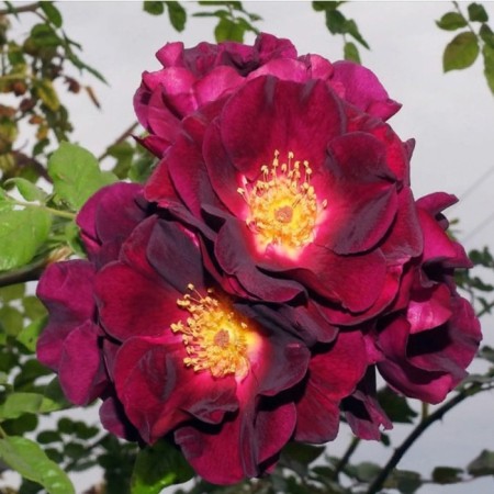 Seedling rose Plesy "Knight Oul", tube, 1 pc, spring 2025