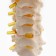 Layout "spine. Cervical section" 15*14cm