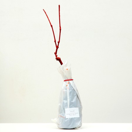 Grandis Grape Sanger Grape, 1 pc, Spring 2024-3