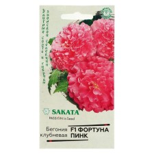 Bogonia flowers 