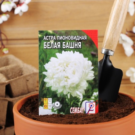 Flower seeds Astra Pionovid, white, 0, 2 g-2