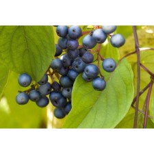 Saughty deeps fragrant 