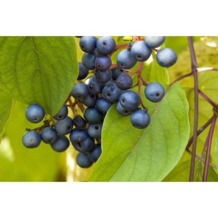 Saughty deeps fragrant "Blue Cloud", pot P9, Summer 2024