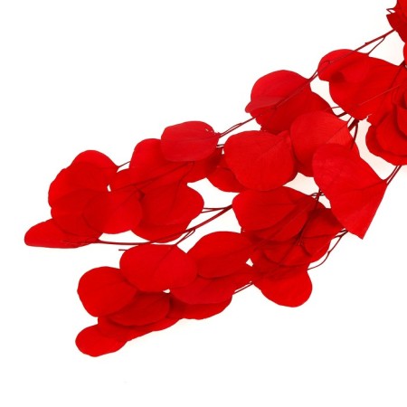 Sukhotzet of peach wood, 50 g, length - 70 cm, red color-4