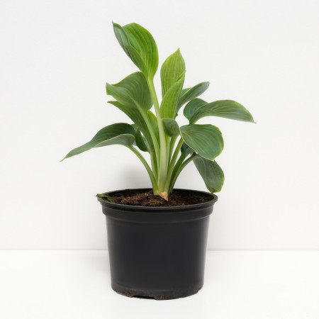 Host Hybrid Engel, C2 pot, H10-50 height, 1 pc, summer 2024-1