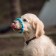 Chewing toy for dogs "twisted ring", 11.5 cm, blue