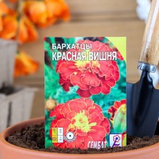 Flower seeds of marigold 