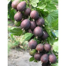 Gooseberry Sirius, c2 pot, n20-40 height, 1 pc, summer 2024