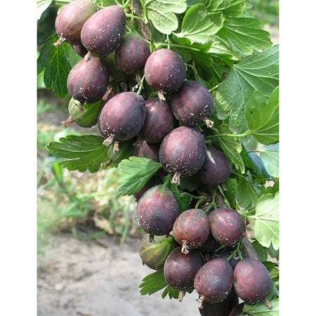 Gooseberry Sirius, c2 pot, n20-40 height, 1 pc, summer 2024