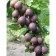 Gooseberry Sirius, c2 pot, n20-40 height, 1 pc, summer 2024