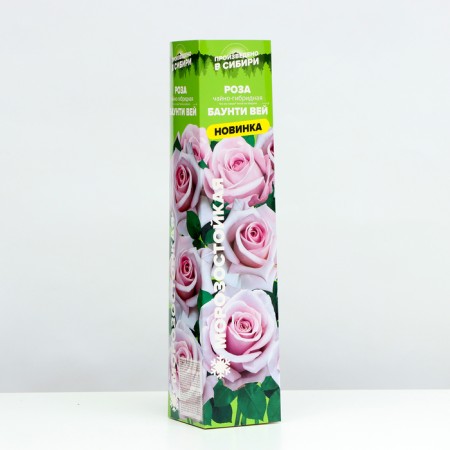Seedling rose tea-hybrid bounty vay, 1 pc, spring 2024-1