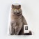Decorative Ethel Pillow "Cat" 33x40 cm, velor, 100% p/e