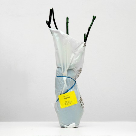 Sahenian Rosa Knight City Spring 2024, 1 pc.-3