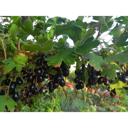 Golden currants Valentine, C2 pot, H20-40 Height, 1 pc, summer 2024