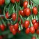 Coji New Big, C2 pot, H20-40 Height, 1 pc, summer 2024