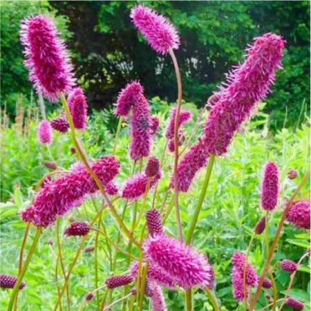Menzis hemorrhus, pot C2, 1 pc, summer 2024