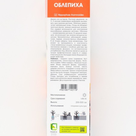 Sea buckthorn "favorite", 1 pc, tube, spring 2025-1