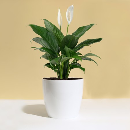 Flower pot, d = 21 cm, 5.2 l, plastic, white-2