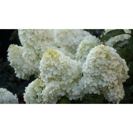 Hydrangea blizzard Polar Bir, C3 pot, H10-50 height, 1 pc, summer 2024