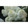 Hydrangea blizzard Polar Bir, C3 pot, H10-50 height, 1 pc, summer 2024