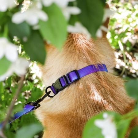 Collar “even on the edge of the world”, fastener - fastx, 2 cm 25-40 cm-1