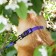 Collar “even on the edge of the world”, fastener - fastx, 2 cm 25-40 cm