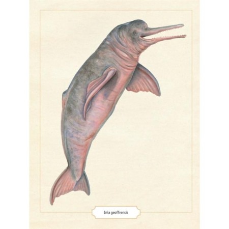 Encyclopedia of amazing animals. Sami Bailey-3