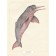 Encyclopedia of amazing animals. Sami Bailey