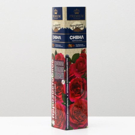 Rosa seedling Siviv Spring 2024, 1 pc.