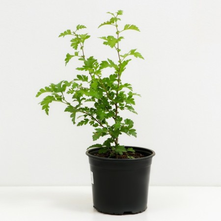 Hawthorn single-pharyngeal, C2 pot, H10-50 Height, 1 pc, summer 2024-1
