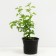 Hawthorn single-pharyngeal, C2 pot, H10-50 Height, 1 pc, summer 2024