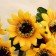 Bouquet "Rainbow sunflower" 30 cm d-7 cm