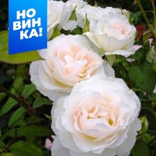 Rose Floribunda Sweet Blonde