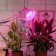 Phytolamp for plants LED era Fito-18W-Rb-E27 red-blue spectrum 18 W E27